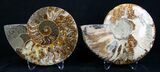 / Inch Split Ammonite Pair #3332-1